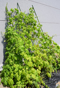 みんなで協力して野菜を育てているアットホームな雰囲気です